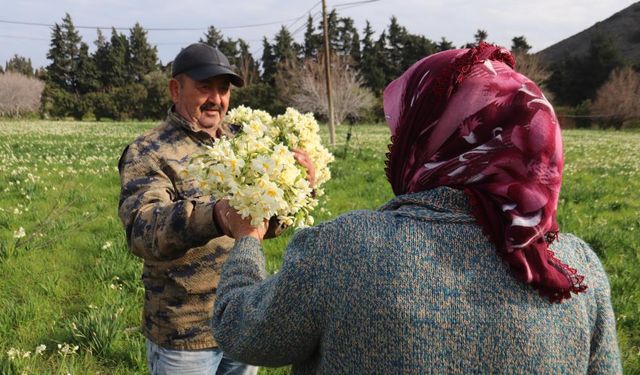 İzmir’den Türkiye’ye: Karaburun nergisinin hasat zamanı!