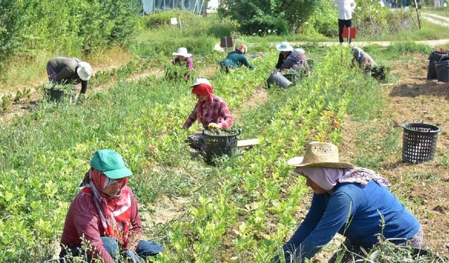 Mevsimlik tarım işçilerine 25 milyon lira destek