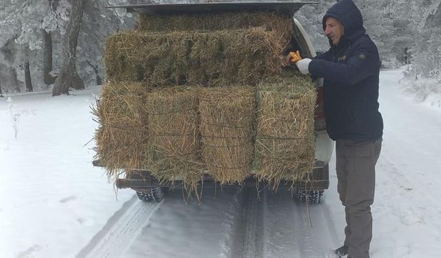 Kızıl geyiklere 900 kg yonca: Yaban hayatına kış desteği!