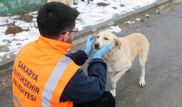 Sokak hayvanlarına sıcak destek