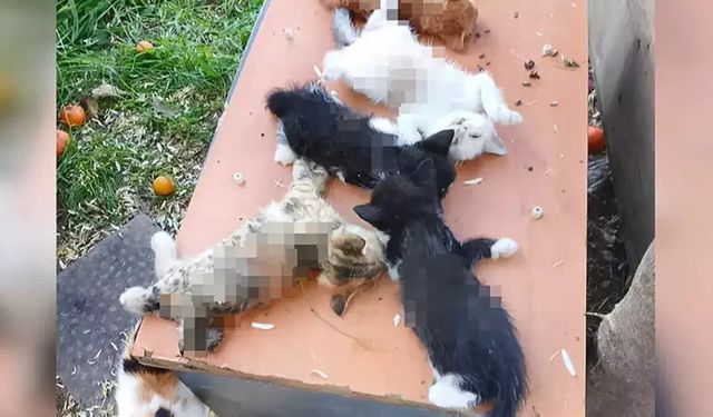Gemlik’te kedi katliamı: 8 yavru kesici aletle öldürüldü