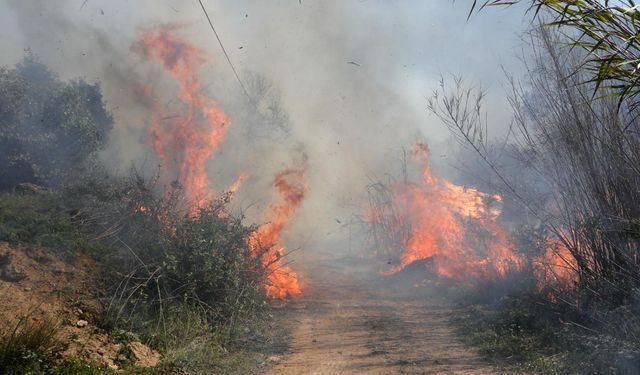 Antalya’nın akciğeri yandı!