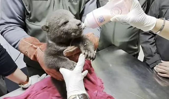 Yorgun yavru boz ayı 'Bulut', hayata tutunmak için Bursa'da bakılacak!