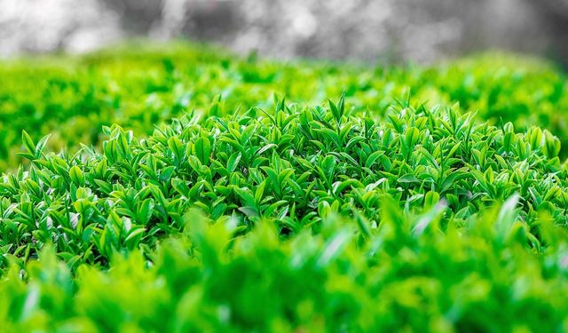 2025 yaş çay fiyatı açıklandı!