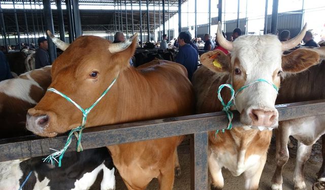 Kurban pazarında zam zulmü: Üreticiye bu bayram zehir!
