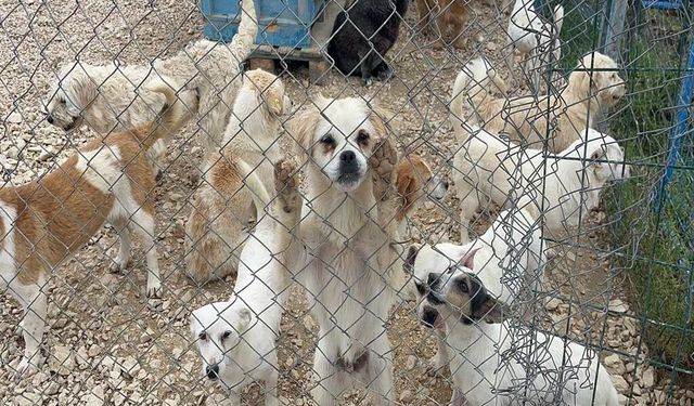 Terk edilen can dostları Emekli Hayvanlar Çiftliği’ne kavuştu