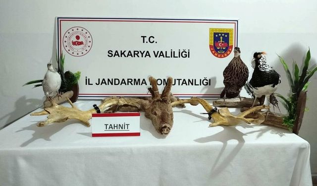Kaçak hayvan çetesi çökertildi: 98 canlı ve 5 tahnit edilmiş hayvan ele geçirildi