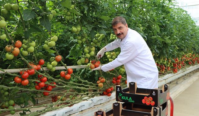 Manisa Kula'dan Avrupa'ya 500 tonun üzerinde ihraç edildi