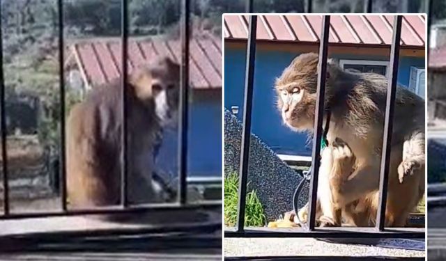 Muğla'da maymun vatandaşı korkuttu! Jandarma harekete geçti