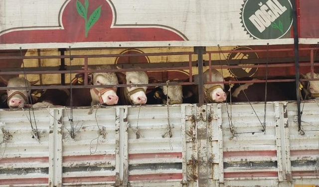 Salihli’de Kurban Bayramı hazırlıkları: Hayvan taşıma araçlarına denetim fırtınası!