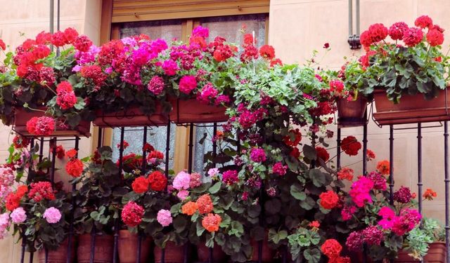 İzmir’de balkon bahçeciliği festivali başlıyor!