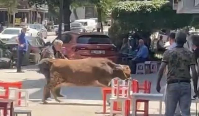 Bursa'da kurbanlık dana şehirde koştu: Bayram öncesi renkli anlar yaşandı!