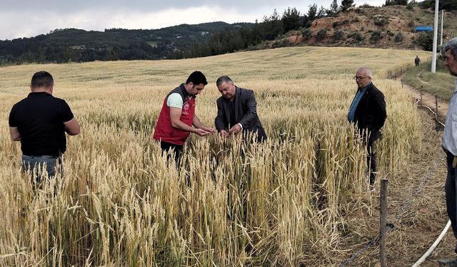 Muğla'da dolu felaketi sonrası çiftçinin emeği yok olmuştu: Çalışmalar başlatıldı