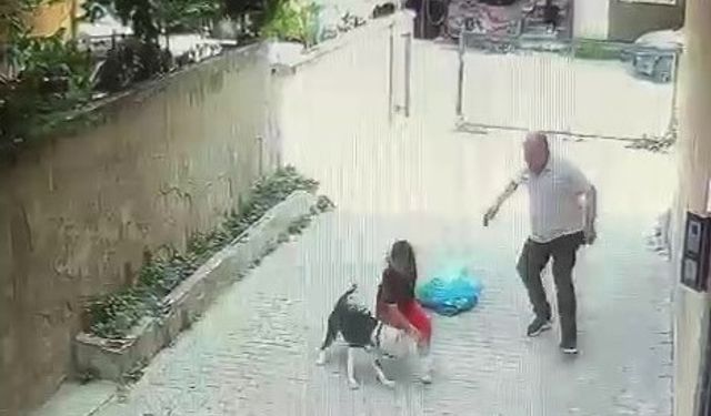 Pitbull cinsi köpek çocuğa saldırdı, mahalle ayağa kalktı!