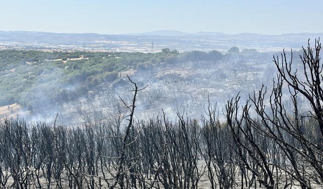 Uşak'ta tarla yangını makiliğe sıçradı!