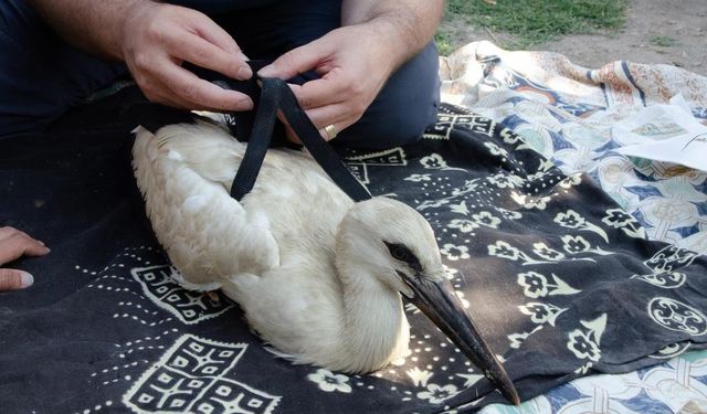 Yaren leylek ve 4 yavrusu halkalanarak göç takibi başladı!