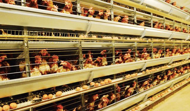 300 bin yumurtalık üretim tesisine FETÖ kayyumu!