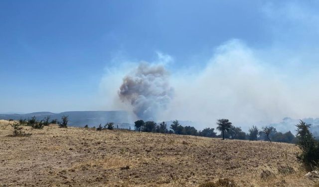 Ayvacık'ta orman alevlere teslim: Ekipler müdahale ediyor!