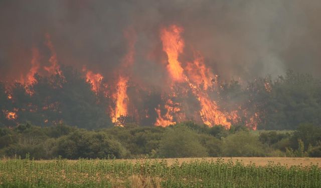 Tekirdağ'da başlayan yangın Çanakkale'ye ulaşmıştı! Yeniden alevlendi