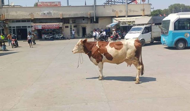 Manisa'da mezbahadan kaçan inek şehri birbirine kattı!