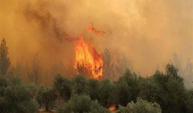 Manisa'da 2 farklı noktada orman yangını: 2 kişi gözaltında!