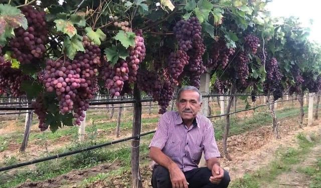 Üzüm işçilerinin yeni ücret tarifesi belirlendi!