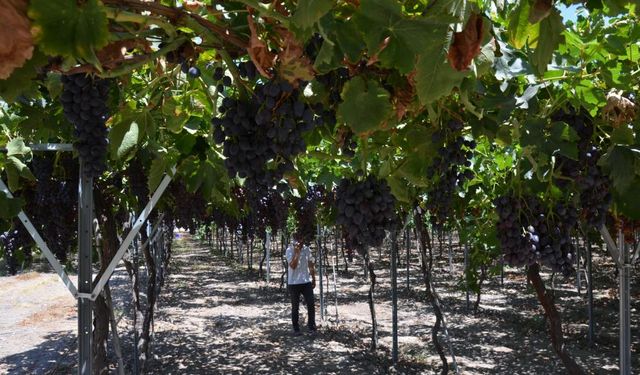 Üzüm gibi görünür, çilek gibi kokar: Bronx Seedless raflarda