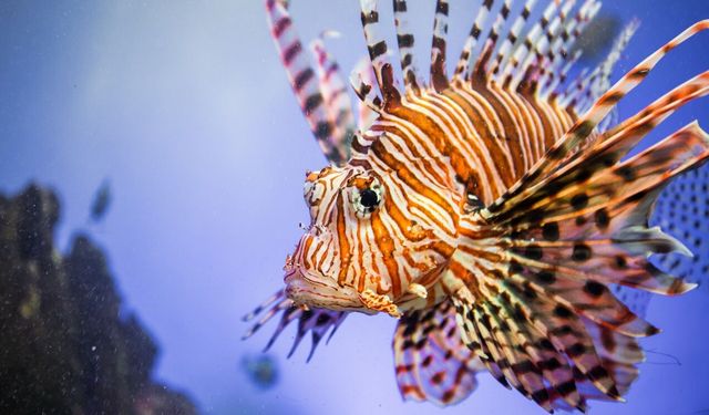 Ege ve Akdeniz’de hızla yayılıyor: O sizi öldürmeden siz onu yiyin uyarısı!