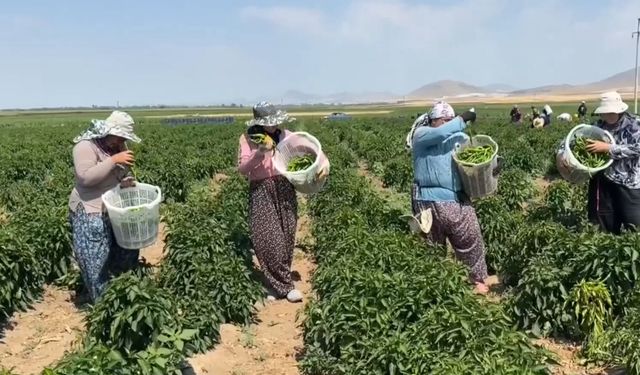 "Olmaz" dediler, 1 günde 14 ton topladı!