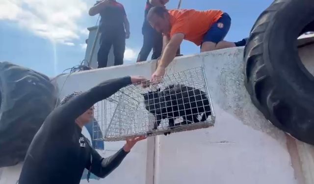 Çanakkale'de mahsur kalan kediye sahil güvenlik yetişti!