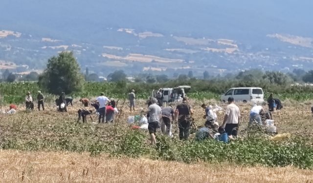 Çiftçi ürününü satamayınca vatandaşa ücretsiz dağıttı!