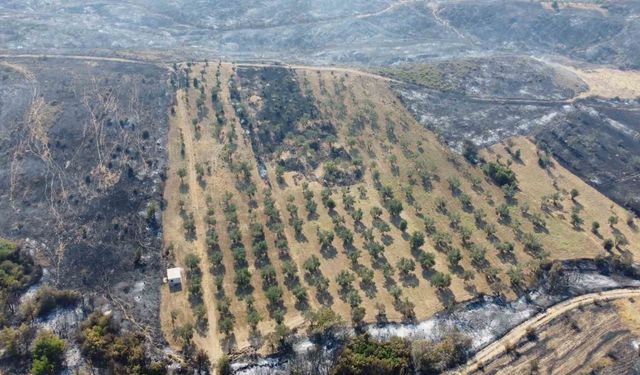 Zeytinliğini temizleyen çiftçinin arazisi yanmadı