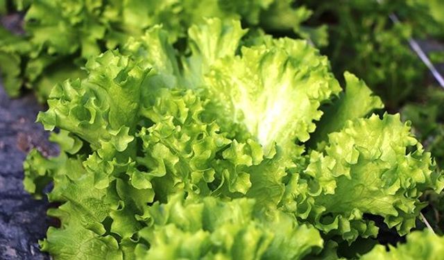 Tarlada 12, markette 40 lira! Şubat ayı zam şampiyonları belli oldu!