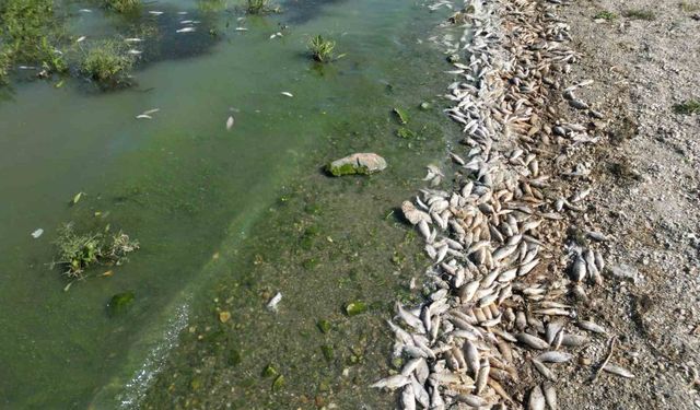 Seyitler Barajı'nda yüzlerce balık ölü bulundu: Uzmanlar açıkladı