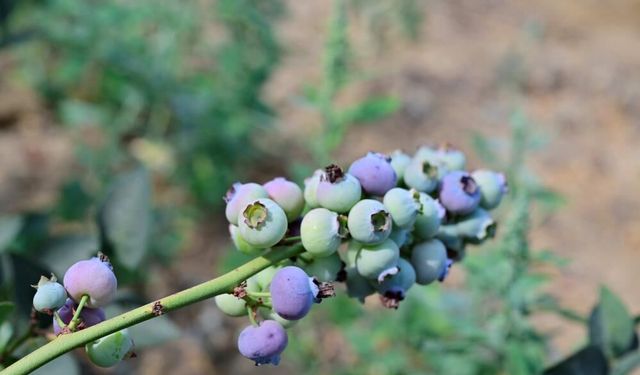 Dalından değil buzluktan tüketin: Donmuş hali daha sağlıklı çıktı