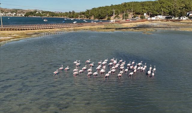 Flamingoların yaşam alanı gönüllülerin elinden temizlendi