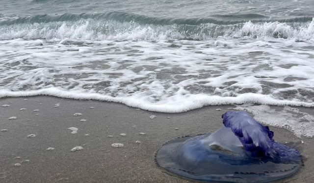 Bursa sahillerinde mavi denizanası kabusu!