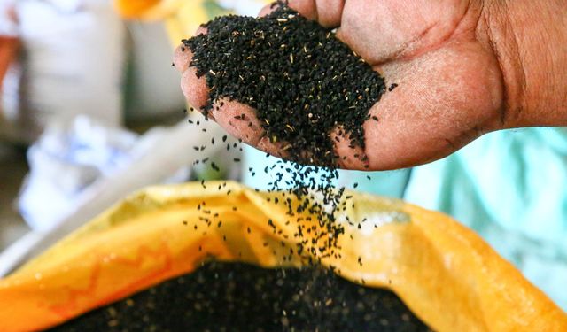 Uşak, çörek otu üretiminde Türkiye’nin lideri oldu