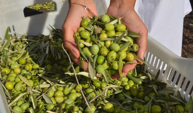 Kemalpaşalı Bayraktar ailesinden ÇED açıklaması