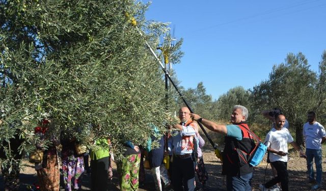 Ayvalık’ta ilk zeytin hasadı: AB tescili için çalışmalar sürüyor