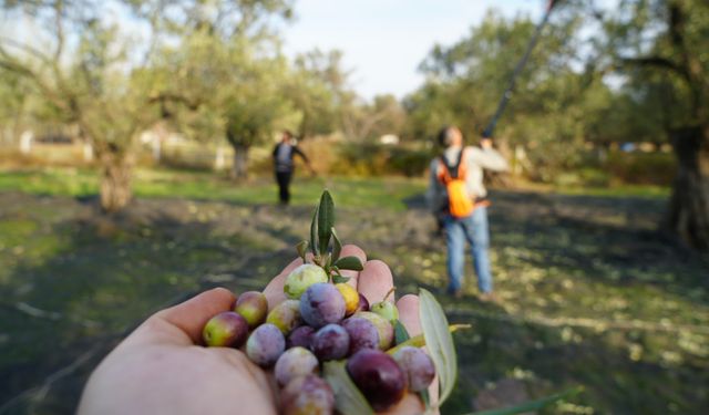 Uçar: “Türkiye zeytinyağında dünya liderliğine bir adım uzaklıkta”