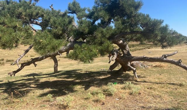 Yıldırım düştü, toprağa eğildi ama yaşamdan kopmadı!