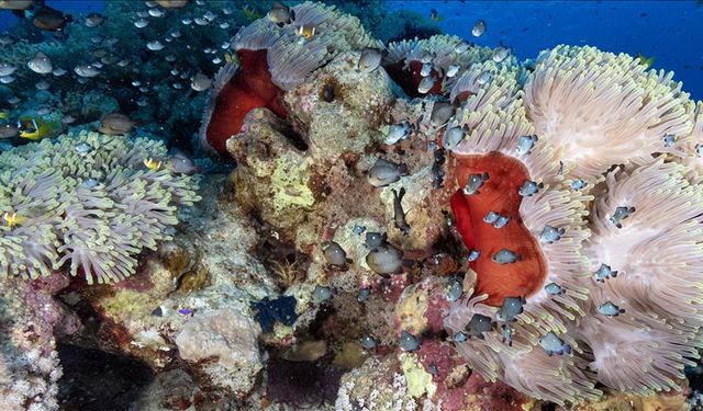 Dünya denizlerinin “yağmur ormanları”: Mercan resifleri tehlikede
