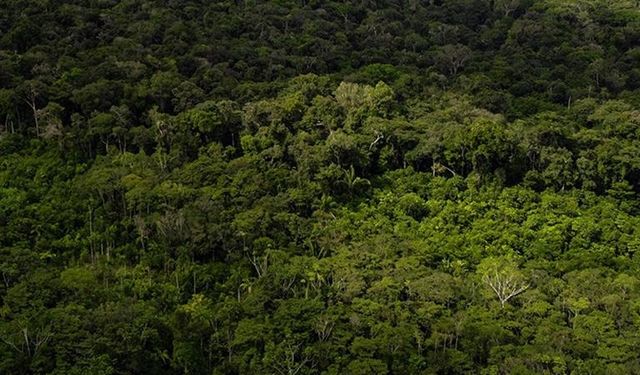 Dünya ormanları baskı altında