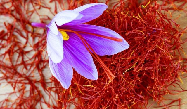 Tıbbi safran üretimi Afyonkarahisar’da başladı!