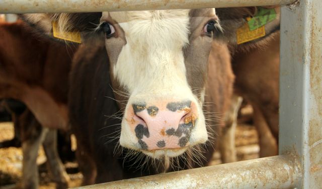 Şap tespit edildi! 17 mahalle karantinada...