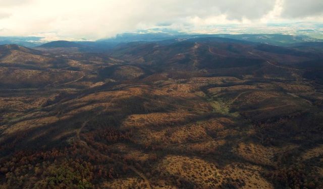 Yangın sonrası Bursa: Küle dönmüş ormanlar canlanıyor