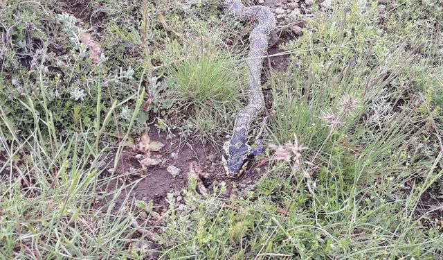 Yaylada engerek paniği