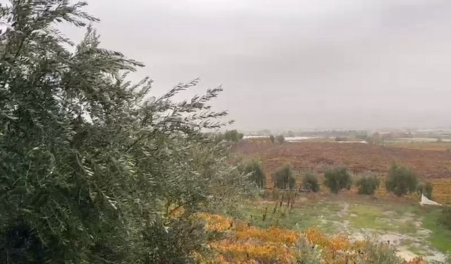 Manisa’da üzüm bağlarına can suyu: Beklenen yağmur çiftçiyi sevindirdi!