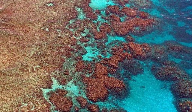 Büyük Set Resifi mercanları 2050’ye kadar azalabilir